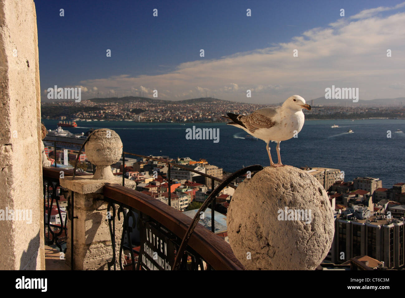 Européenne juvénile goéland argenté (Larus argentatus) debout sur la plate-forme d'observation de la tour de Galata, Istanbul, Turquie Banque D'Images