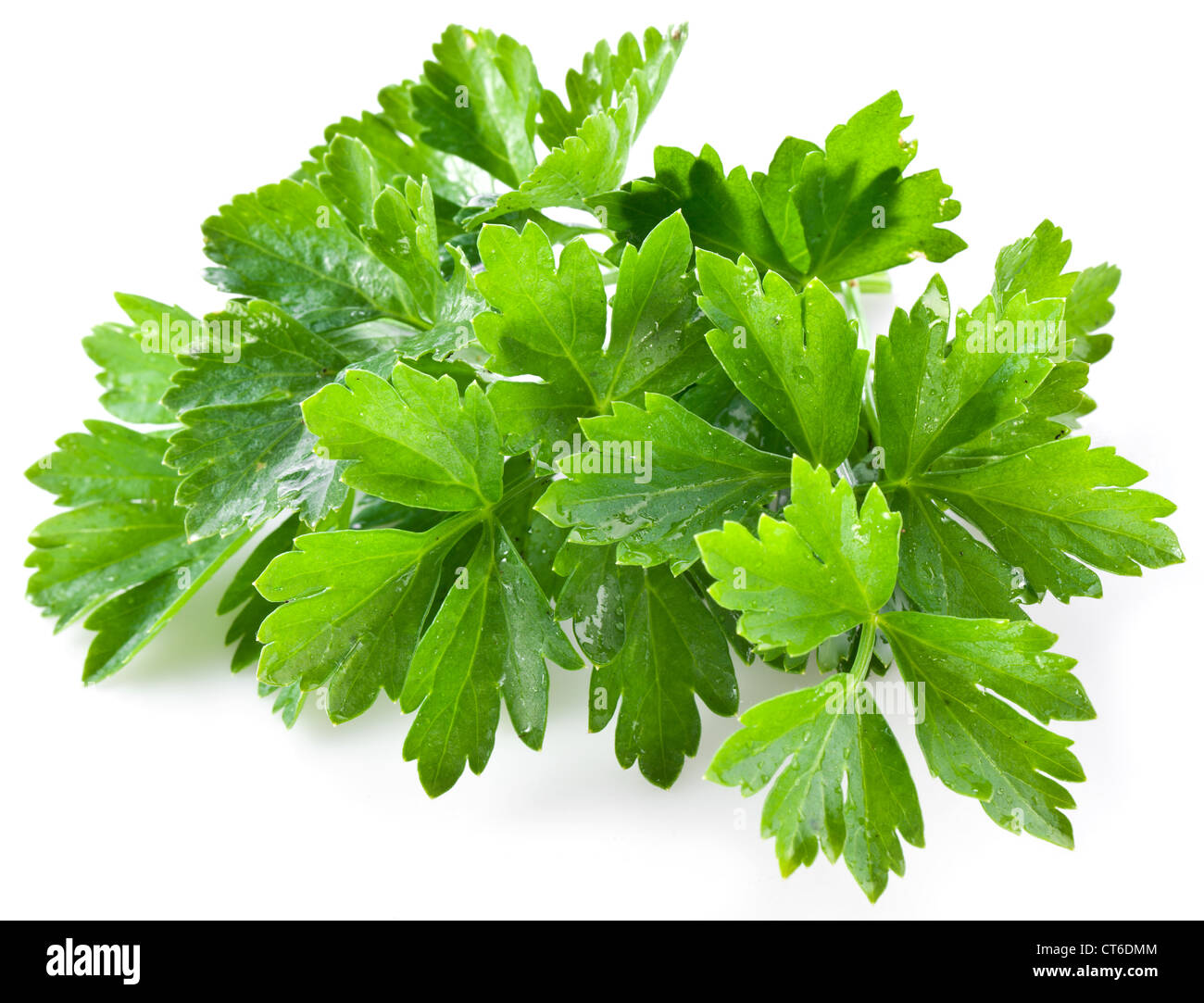 Bouquet de coriandre verte sur un fond blanc. Banque D'Images