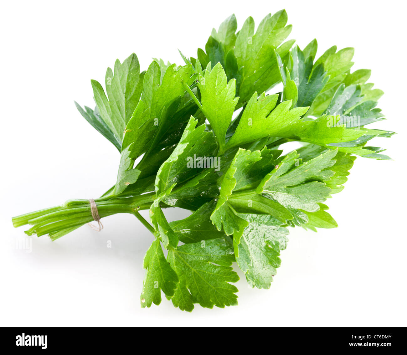 Bouquet de coriandre verte sur un fond blanc. Banque D'Images