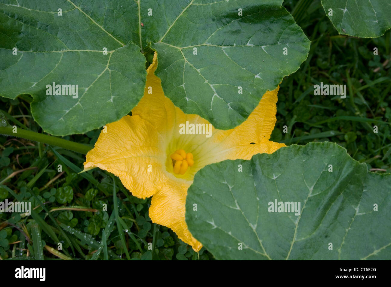 fleur citrouille Banque D'Images