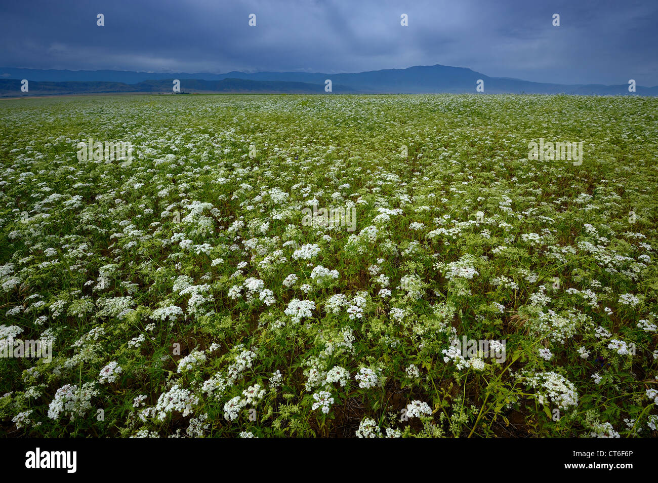 Champ florissante dans le sud du Kazakhstan Banque D'Images