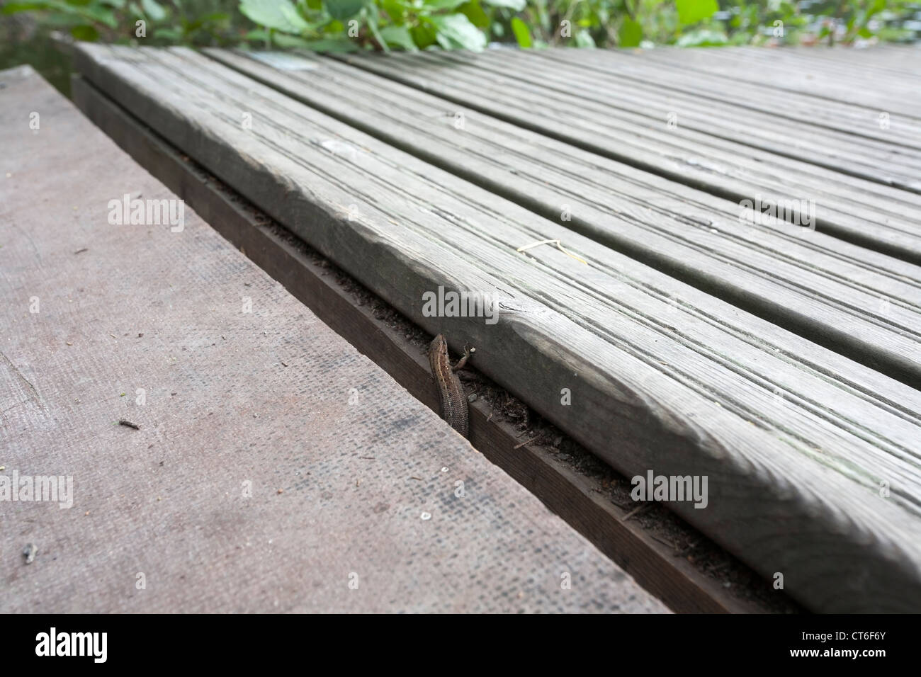 Lizard Zootoca vivipara commun, Banque D'Images