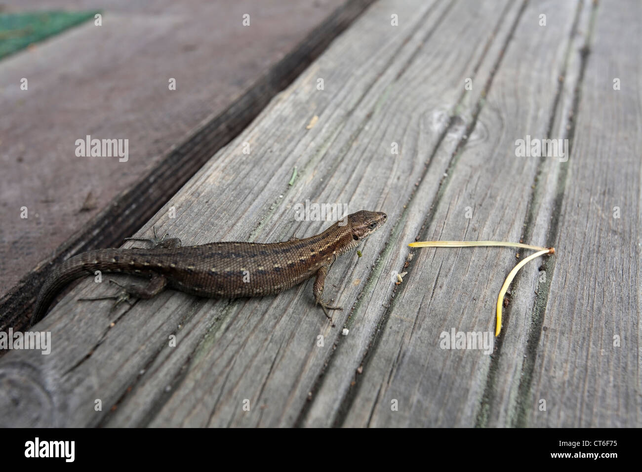 Lizard Zootoca vivipara commun, Banque D'Images