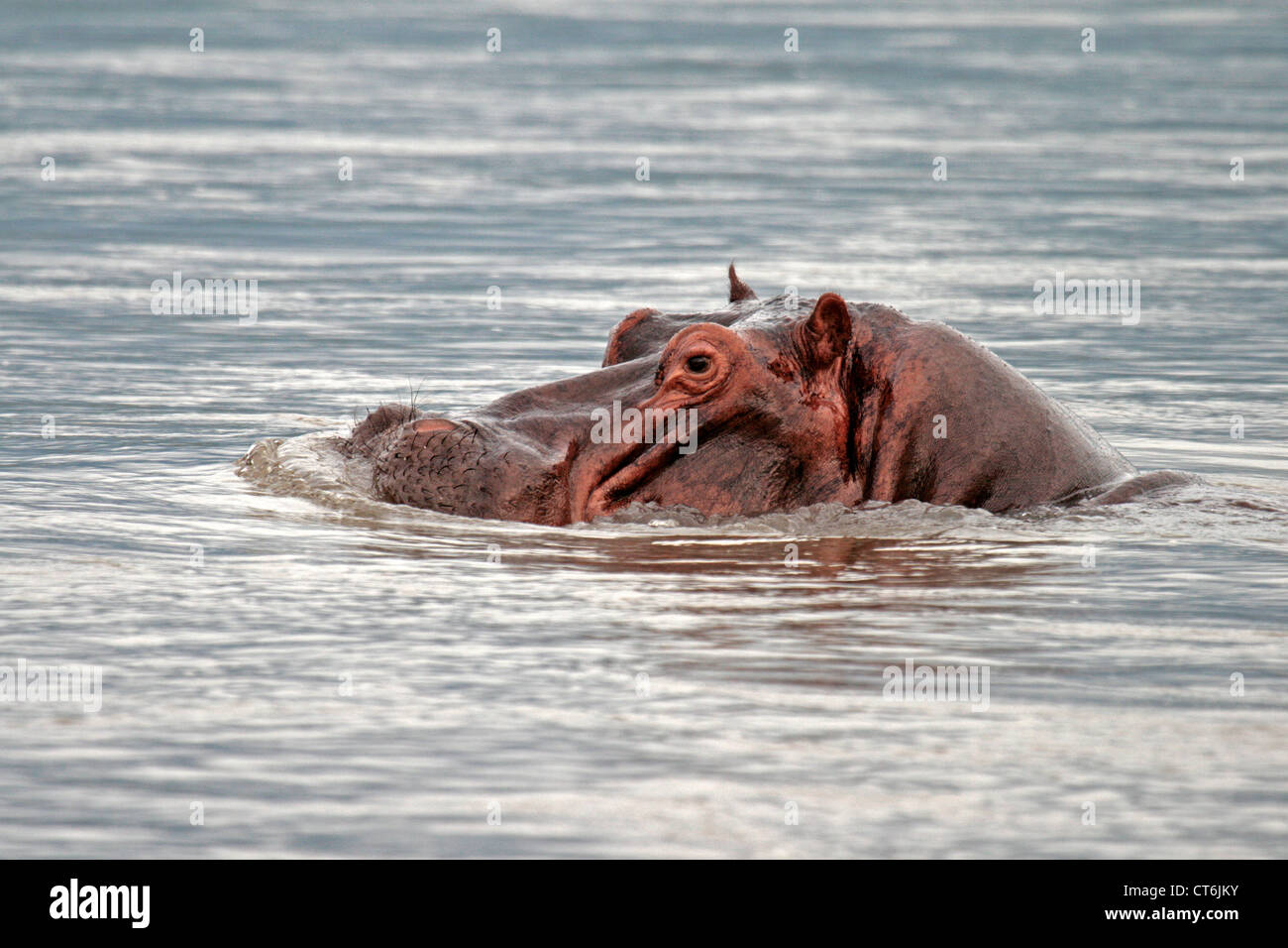 Les hippopotames de river Banque D'Images