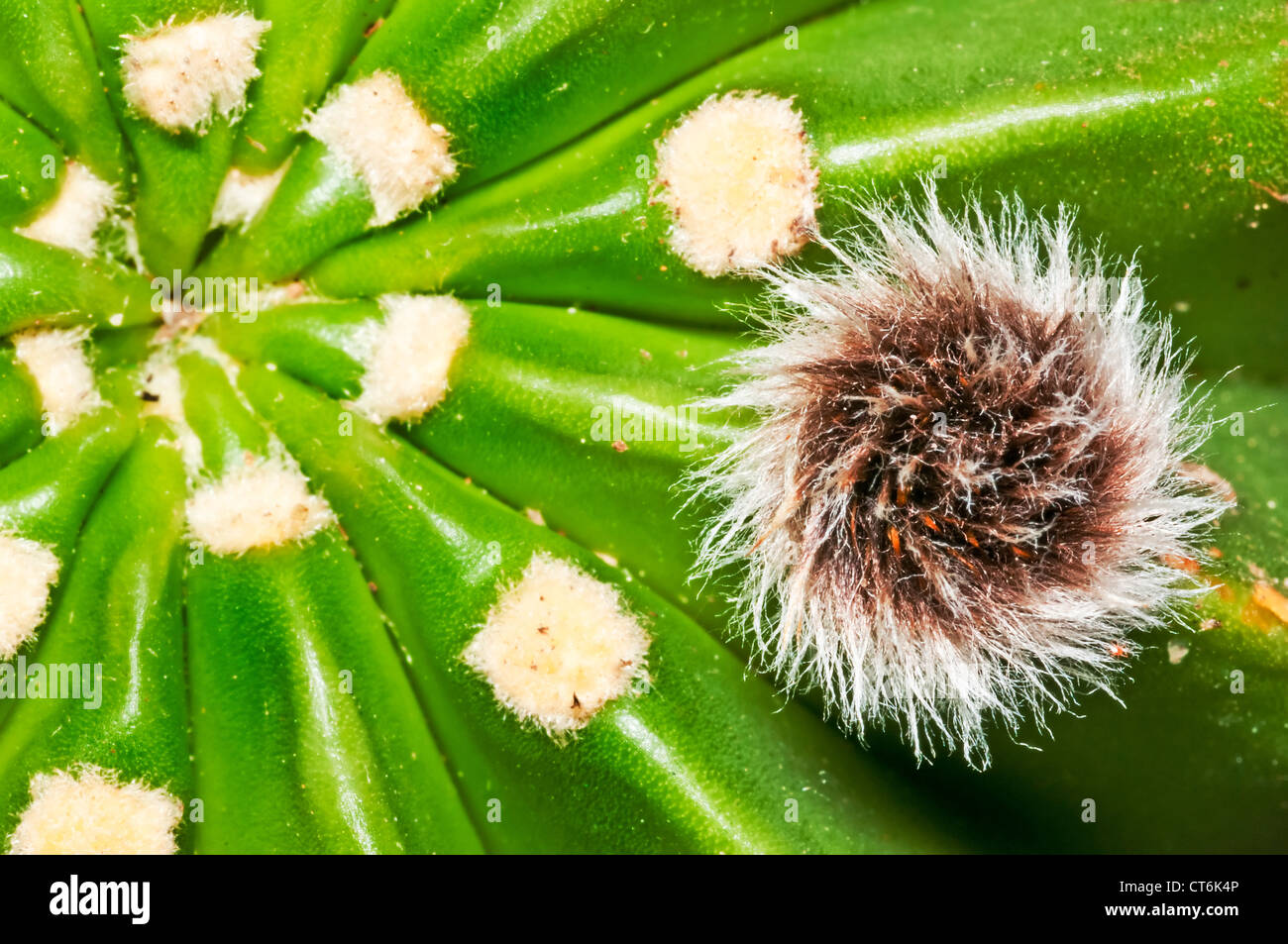 Cactus Echinopsis eyriesii avec une fleur en développement Banque D'Images