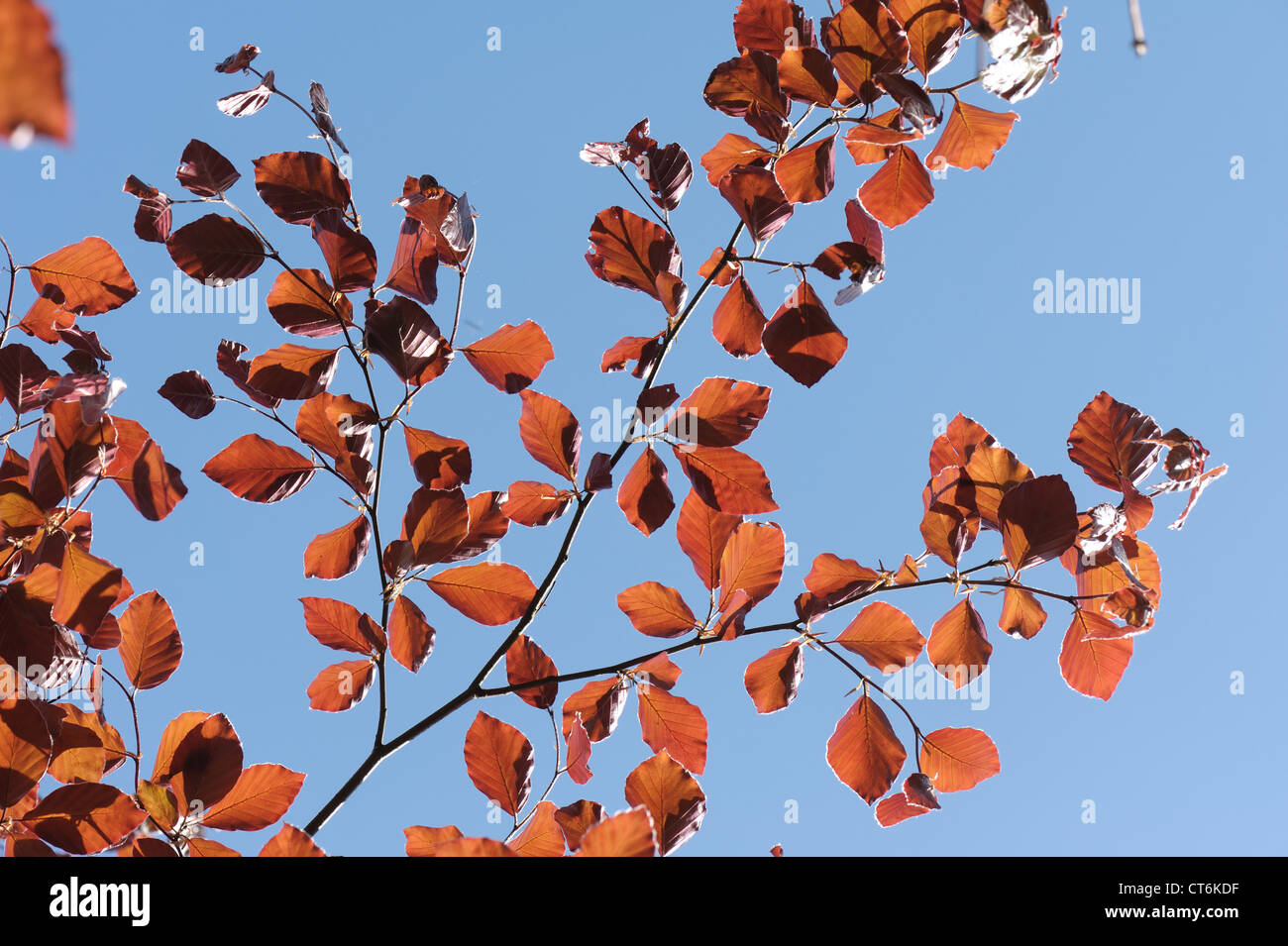 Les jeunes feuilles de Hêtre cuivre bleu rétroéclairé contre un ciel de printemps Banque D'Images
