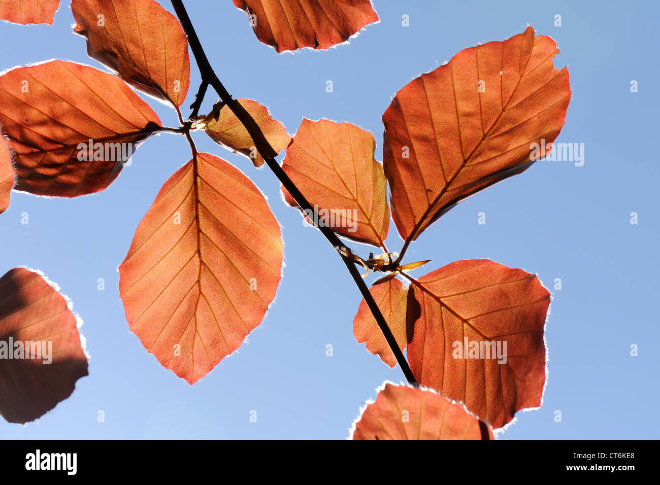 Les jeunes feuilles de Hêtre cuivre bleu rétroéclairé contre un ciel de printemps Banque D'Images