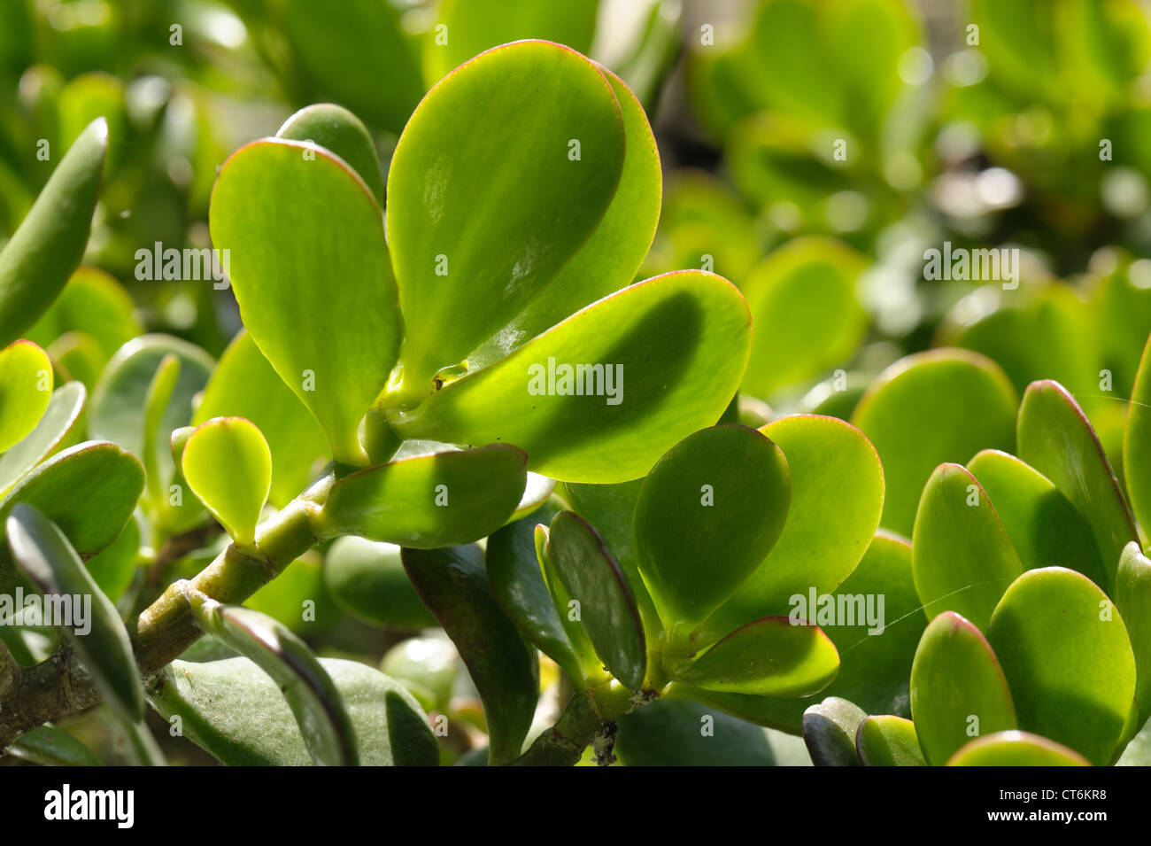 Feuilles succulentes d'un arbre d'argent ou d'argent plante Crassula ovata Banque D'Images Feuilles succulentes d'un arbre d'argent ou d'argent plante Crassula ovata Banque D'Images