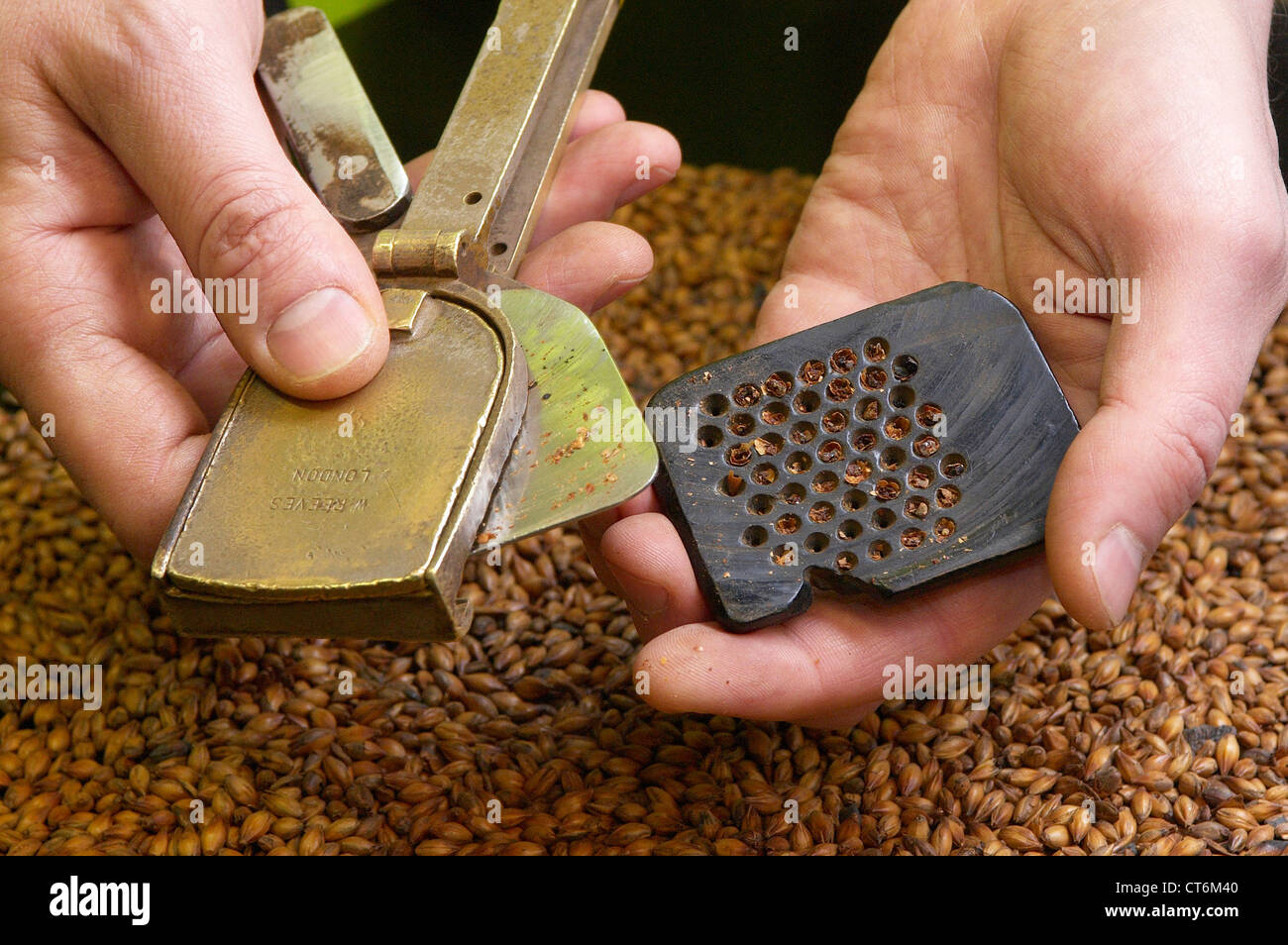 Les grains de malt d'orge maltée meuleuse à main Banque D'Images