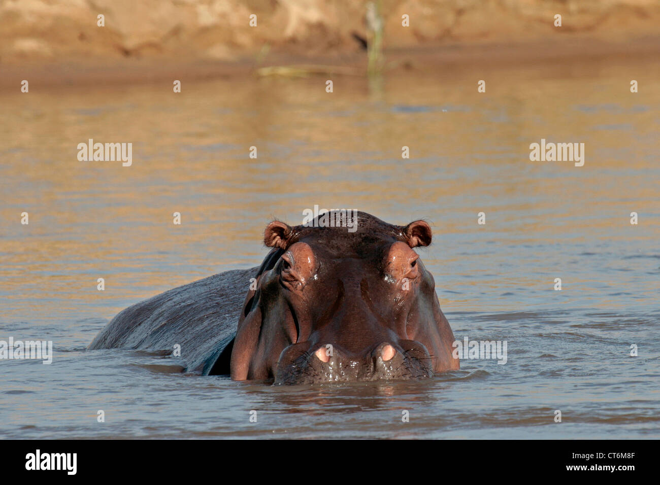 Les hippopotames de river Banque D'Images