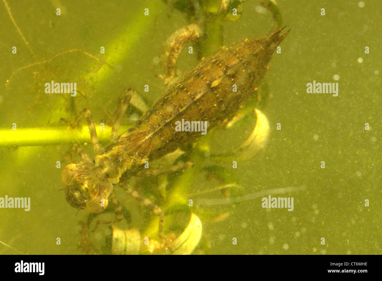 Le sud de Hawker Aeshna cyanea larve de libellule dans l'eau de l'étang sombre Banque D'Images