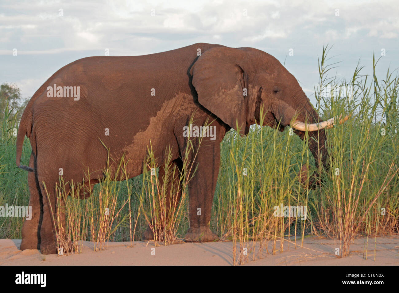 Elephant Bull (Zimbabwe) Banque D'Images