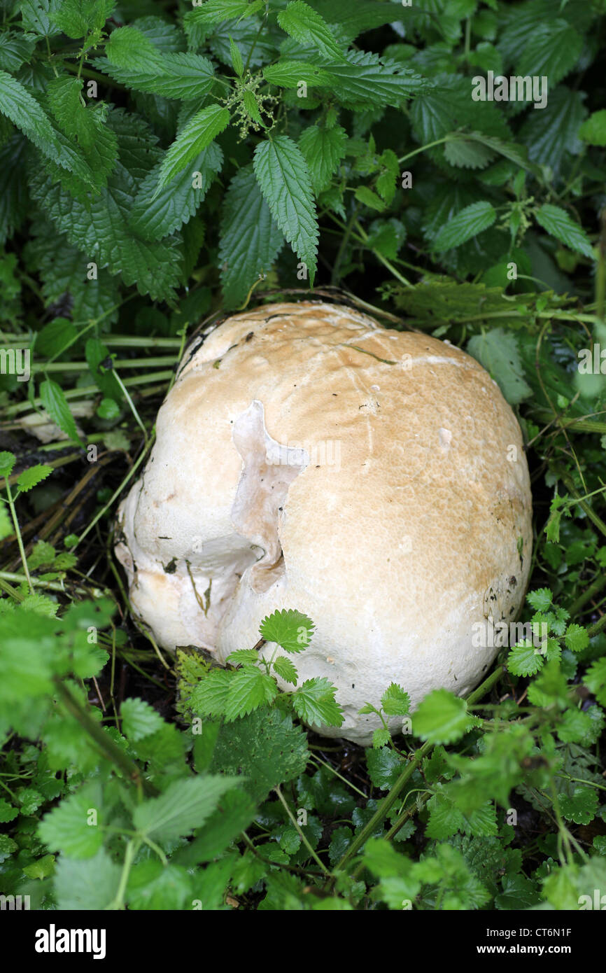 Puffball Calvatia gigantea Giant Banque D'Images