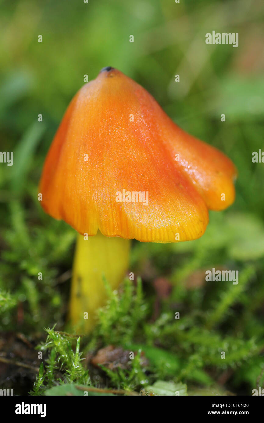 Noircissement Waxcap Hygrocybe conica Banque D'Images