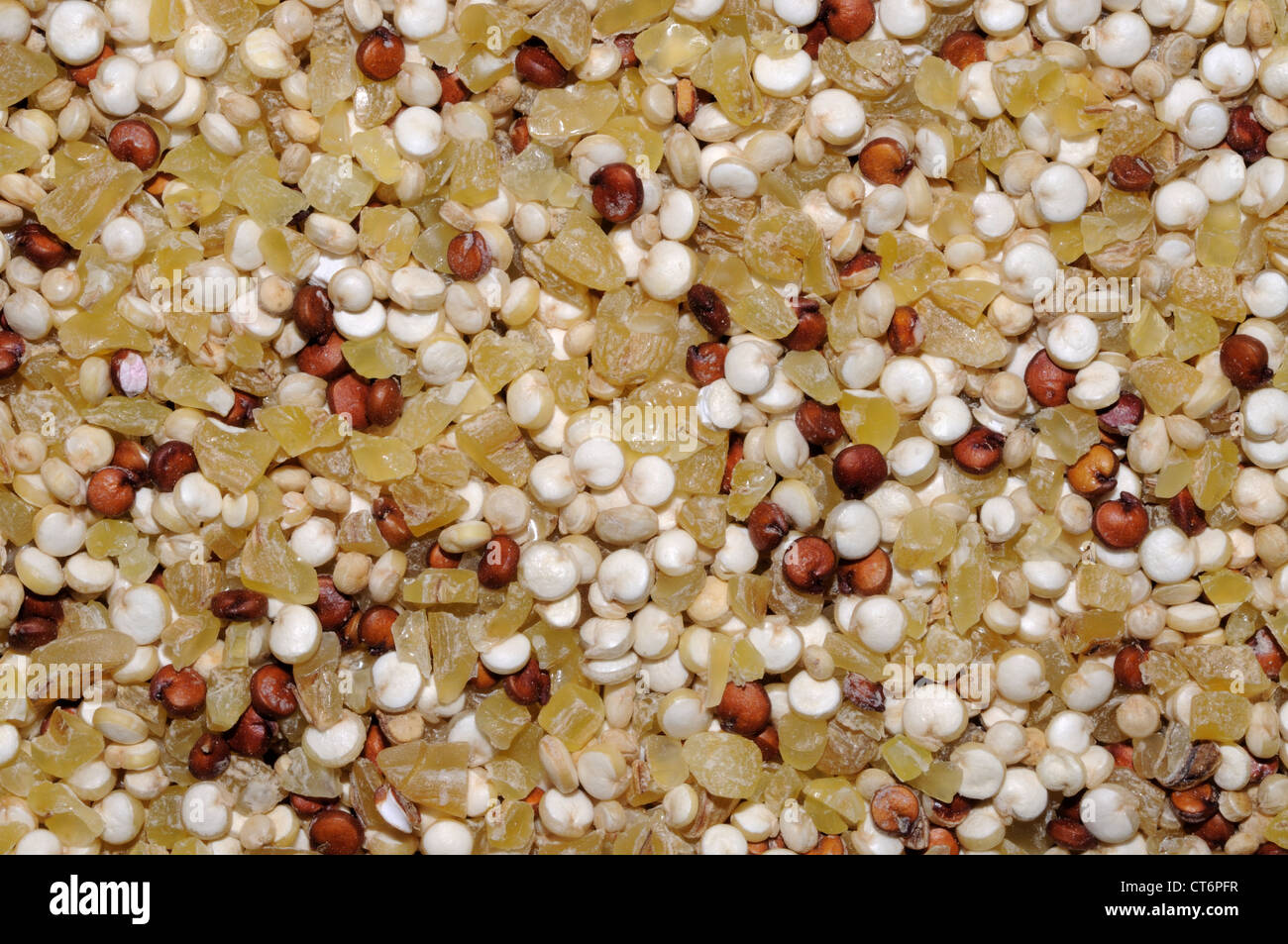Sécher les graines de quinoa rouge et blanc mélangé avec du blé bulgare. Banque D'Images