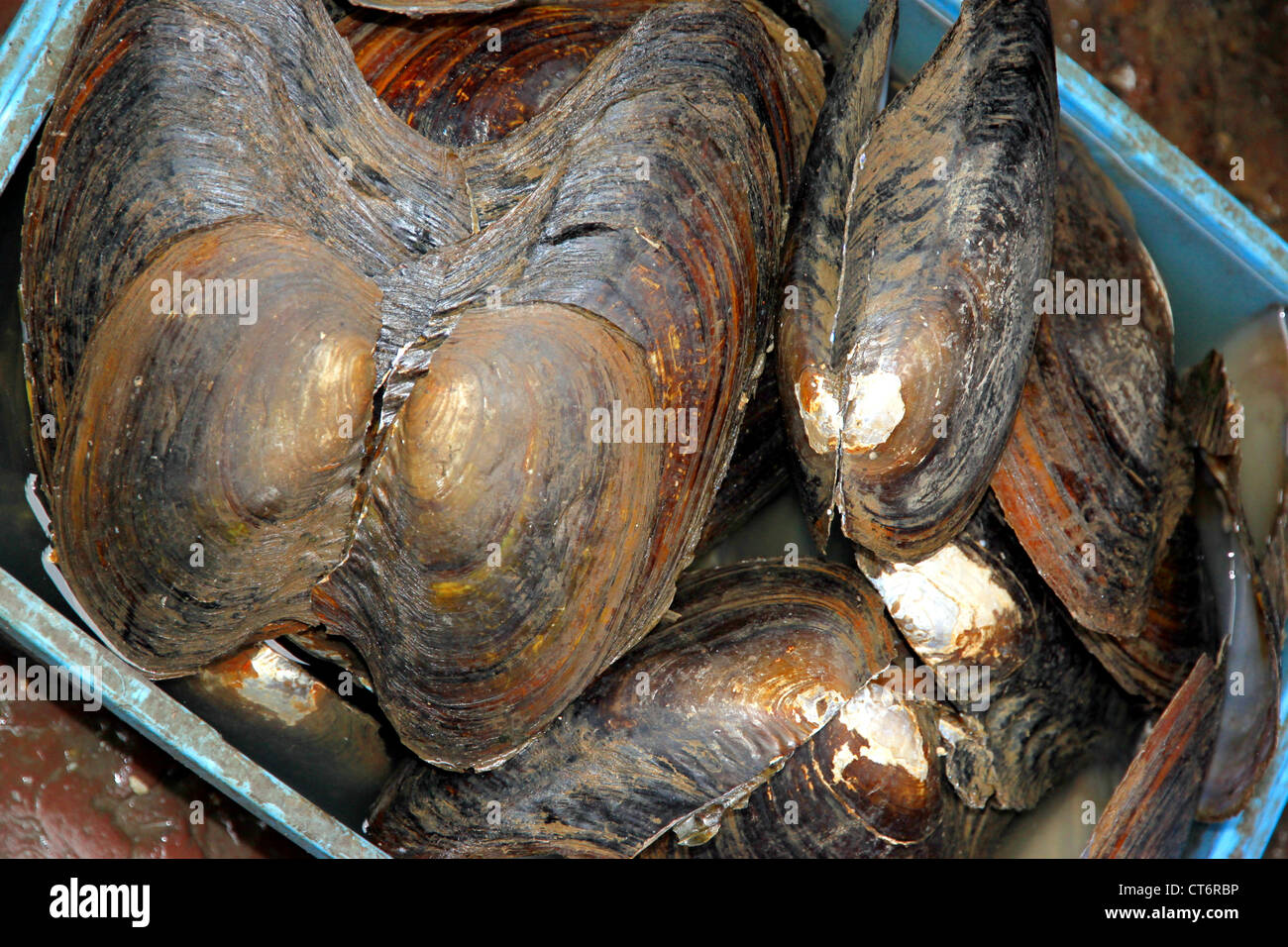 Les moules géantes dans un marché à Fenghuang, Hunan Province Banque D'Images
