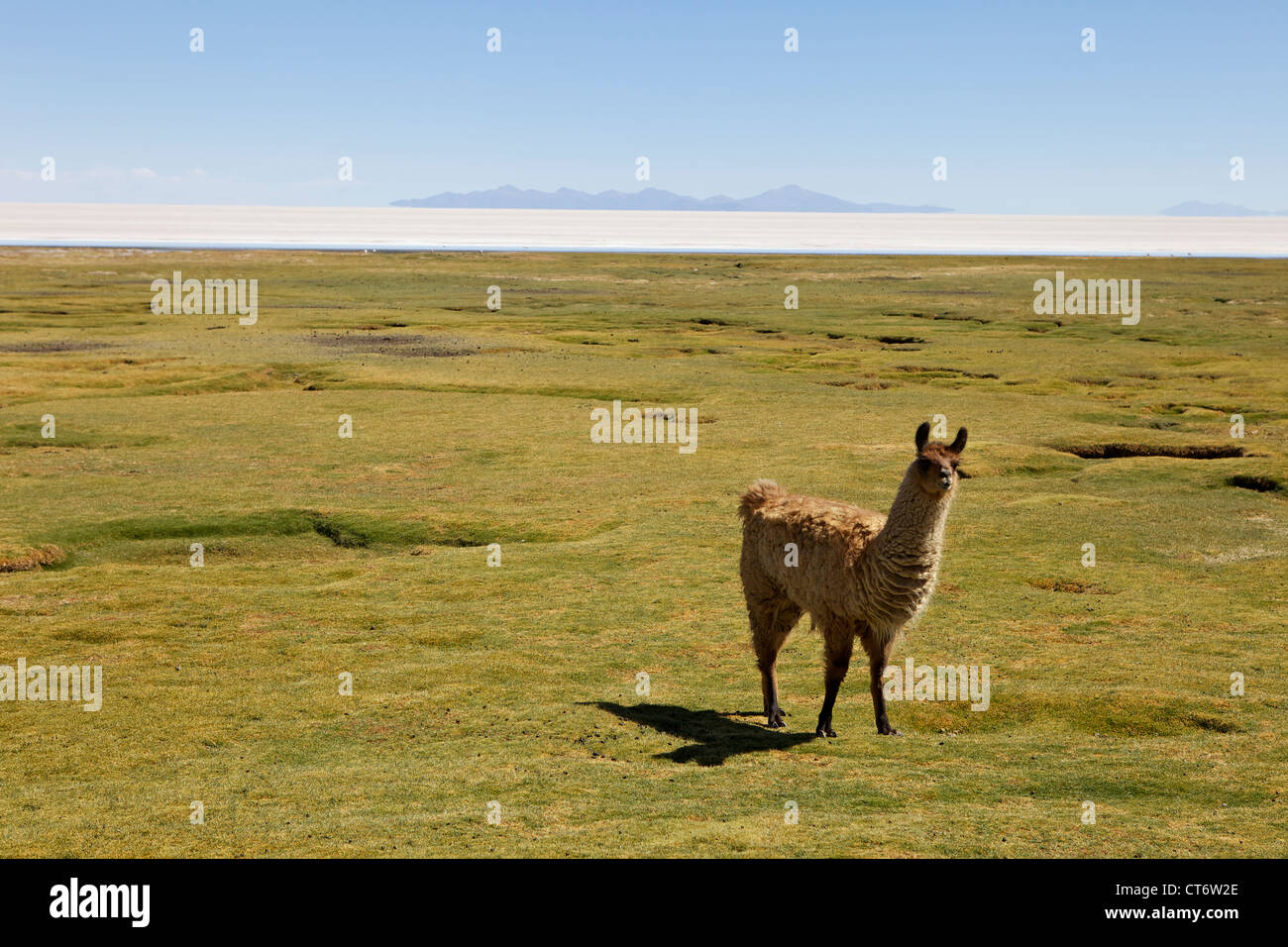 Pâturage d'Alpaga et de sel Salar de tunupa, Uyun, au sud-ouest de la Bolivie, de l'Amérique du Sud Banque D'Images
