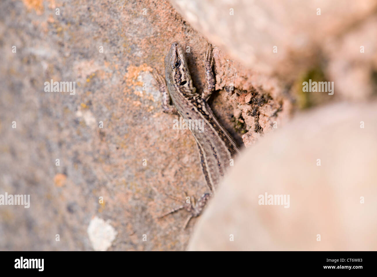 Lézard des murailles Podarcis muralis ; Espagne ; Banque D'Images