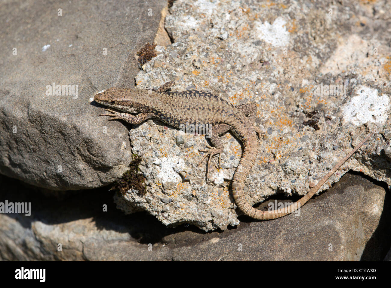 Lézard des murailles Podarcis muralis ; Espagne ; Banque D'Images