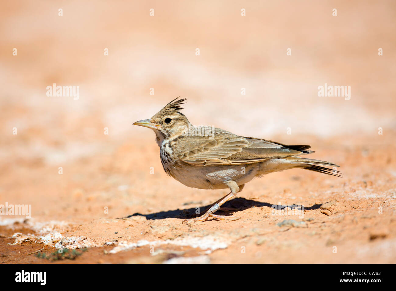 Galerida cristata Crested Lark ; Espagne ; Banque D'Images