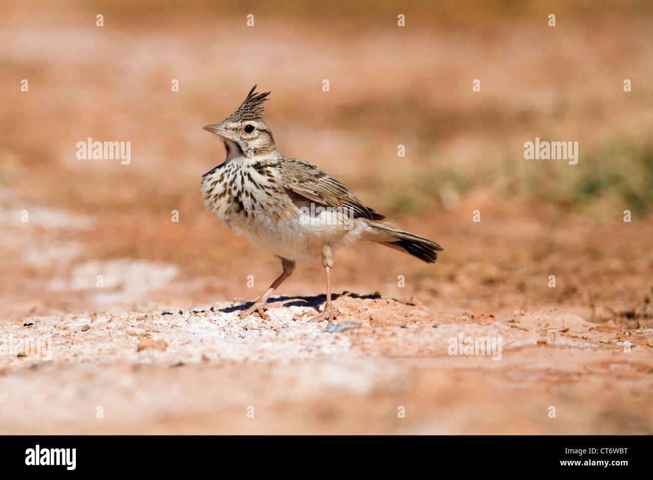 Galerida cristata Crested Lark ; Espagne ; Banque D'Images