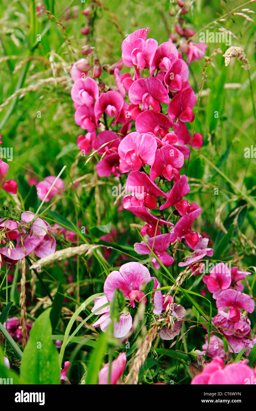 Éternelle à larges feuilles, Lathyrus latifolius pois, poussent à l'état sauvage, Kent, UK Banque D'Images