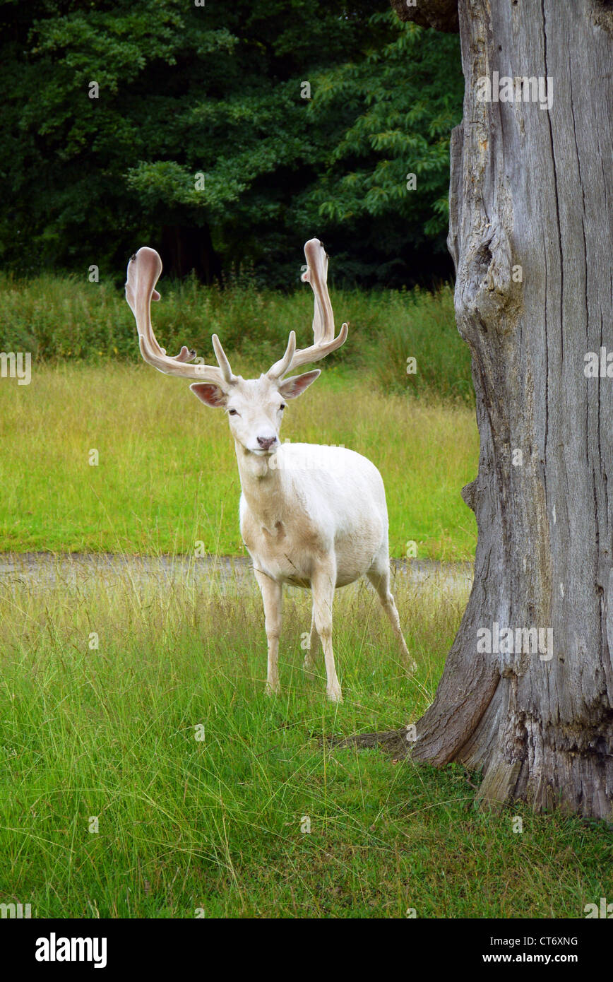 Un cerf blanc à côté d'un vieux chêne dans Knole Park, Sevenoaks Banque D'Images