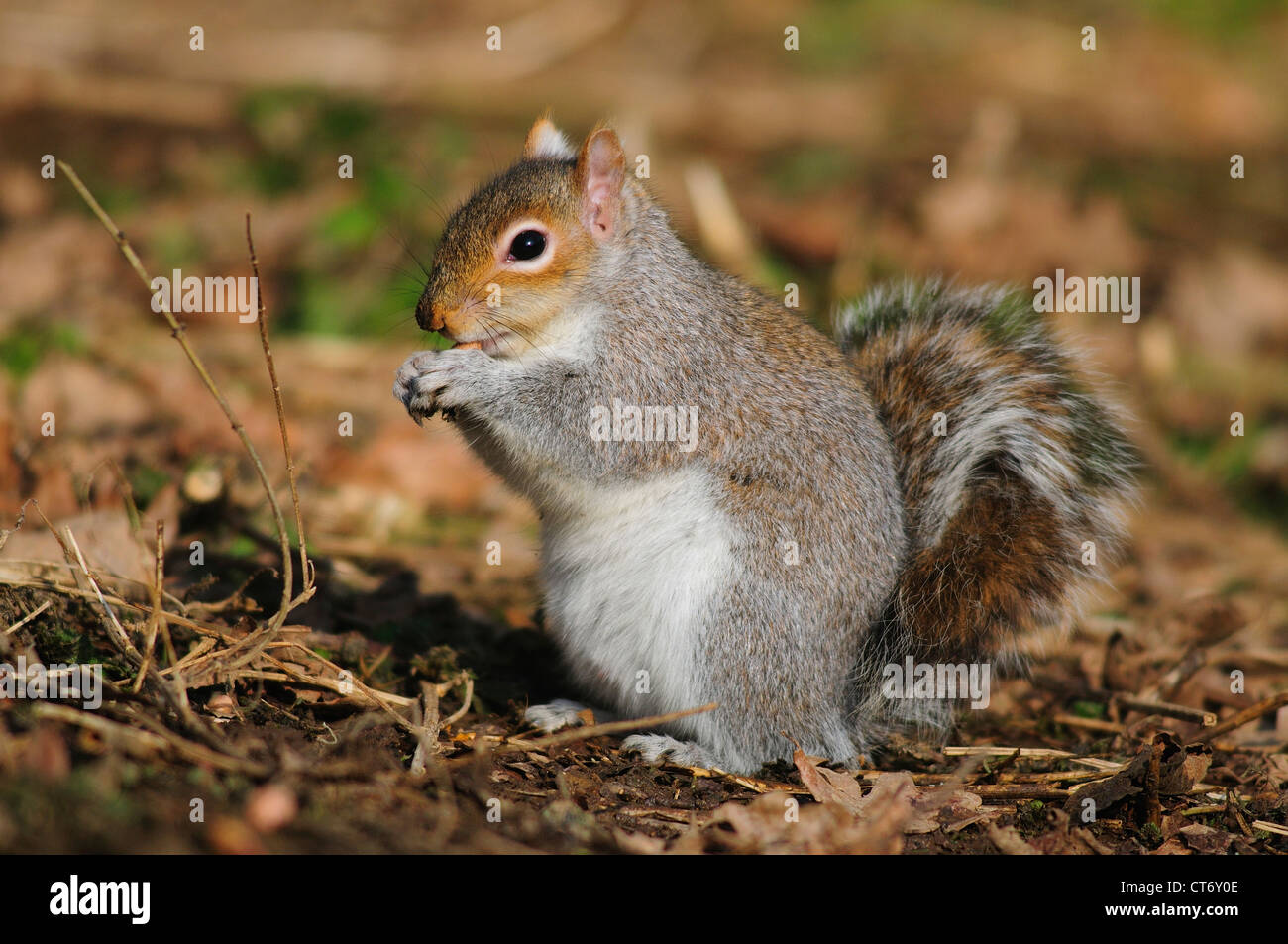 Un écureuil gris assis et de manger une noix UK Banque D'Images
