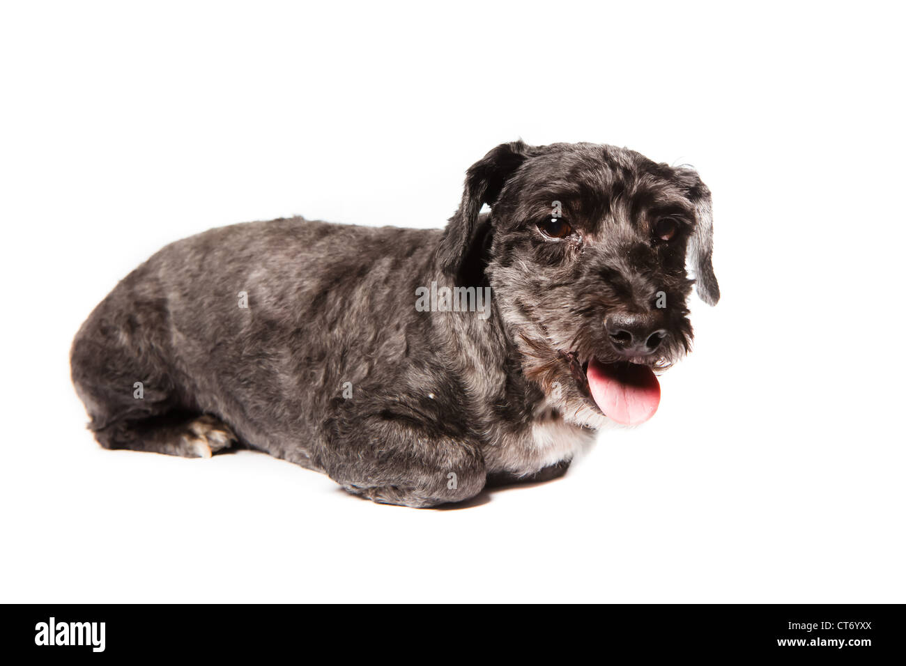Un noir et blanc schnauzer adultes isolé sur fond blanc Banque D'Images
