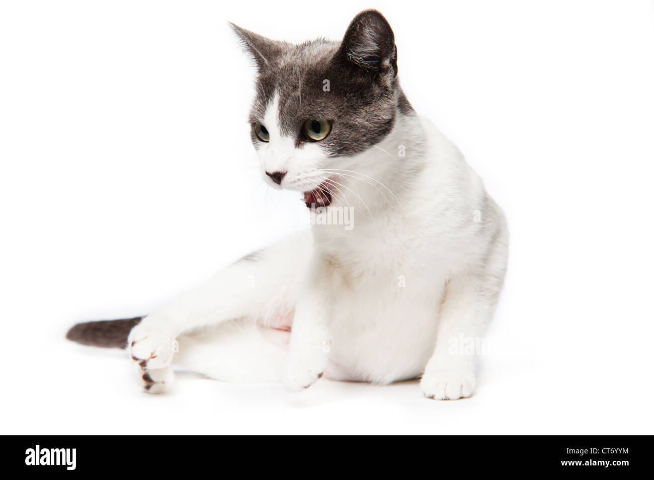 Un chaton gris et blanc isolé sur fond blanc Banque D'Images