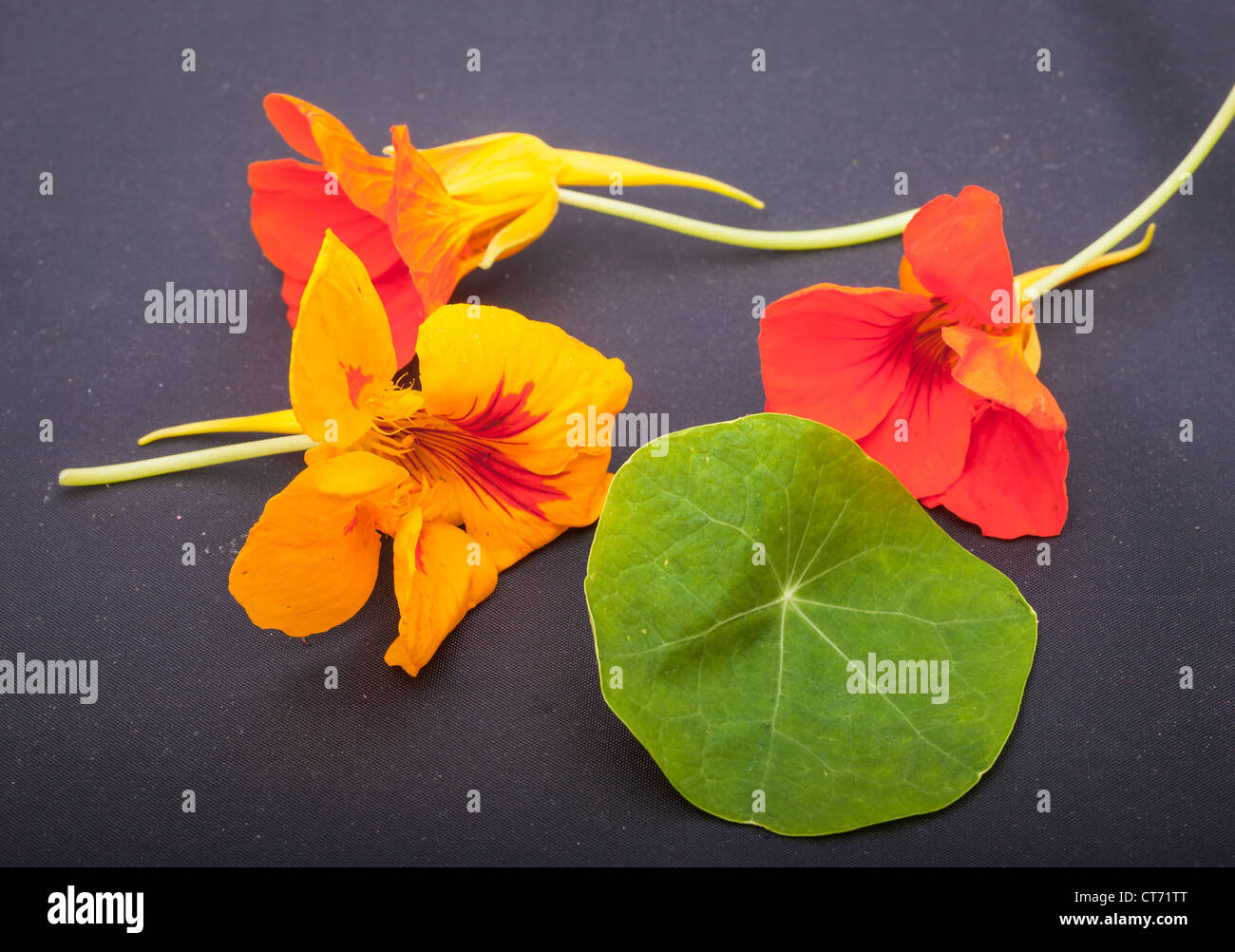 Feuille fleurs de capucines Banque D'Images