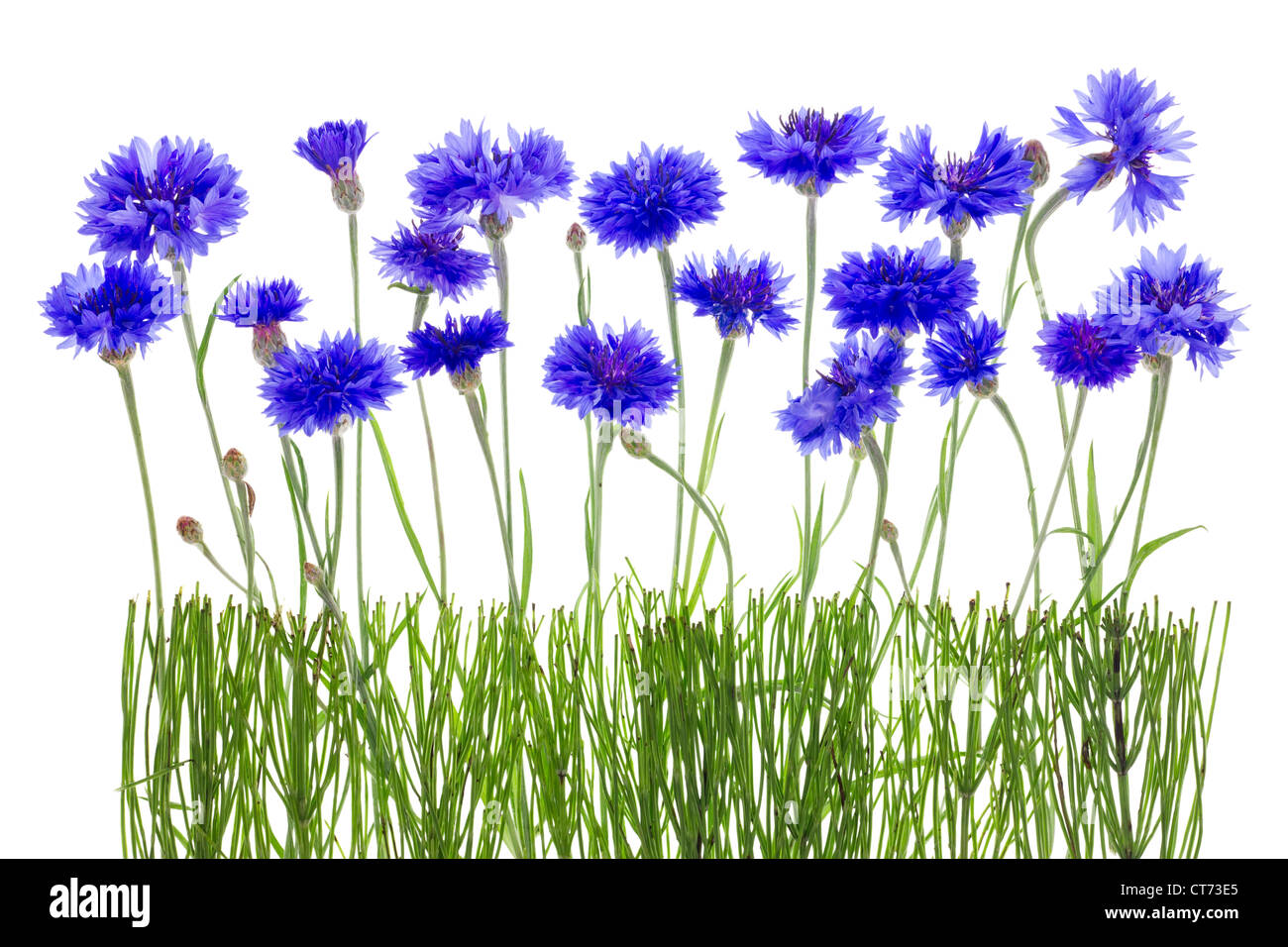 Lonely doux bourgeons et de bleuet bleu concept fragment pré frontière. Isolé sur blanc. Banque D'Images