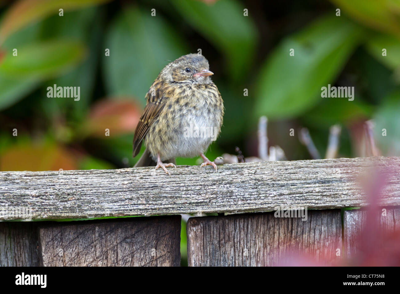 Prunella modularis (Prunellidae nid juvénile) Banque D'Images