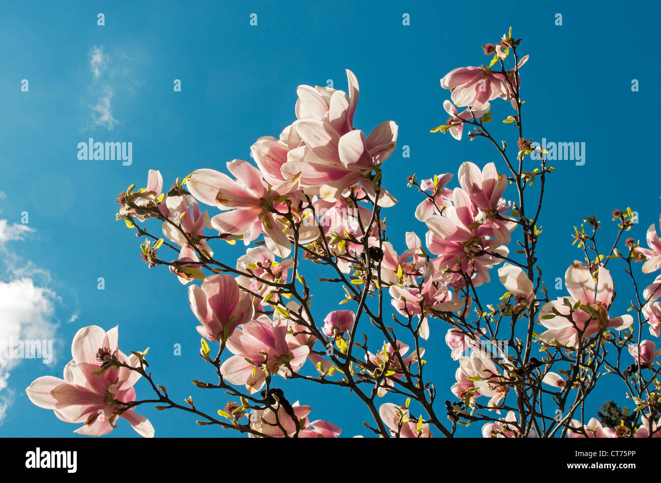 La floraison Magnolia soulangeana Amabilis (Saucer Magnolia), Smetanovy sady, Olomouc, République Tchèque Banque D'Images