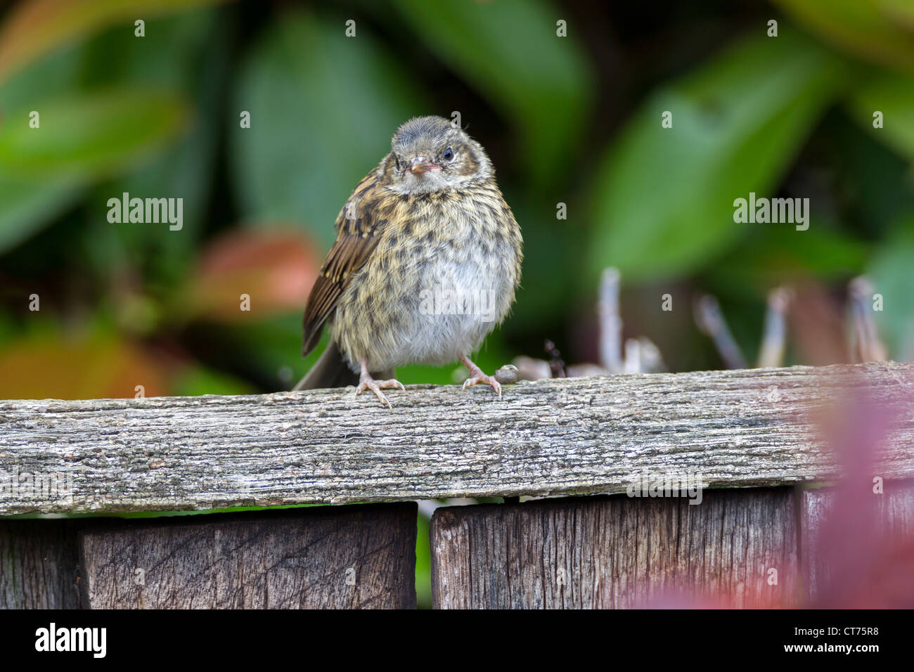 Prunella modularis (Prunellidae nid juvénile) Banque D'Images