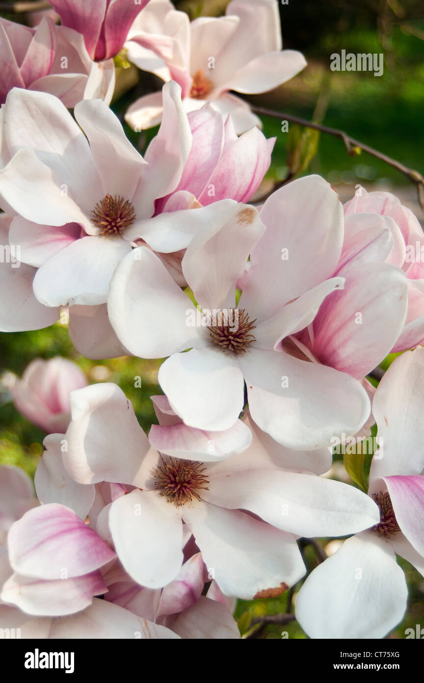 La floraison Magnolia soulangeana Amabilis (Saucer Magnolia), Smetanovy sady, Olomouc, République Tchèque Banque D'Images