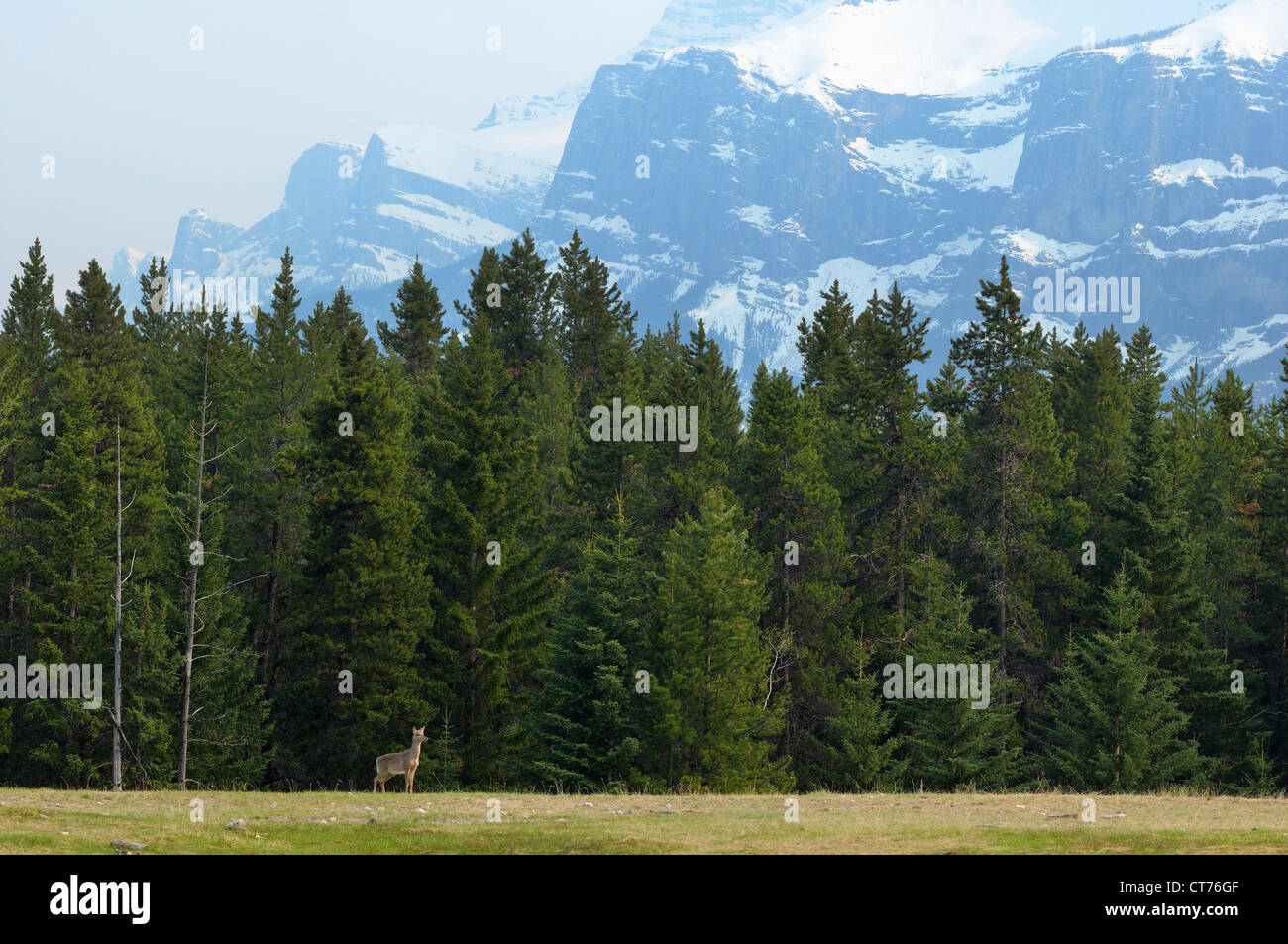 À Deer Banff National Park Banque D'Images