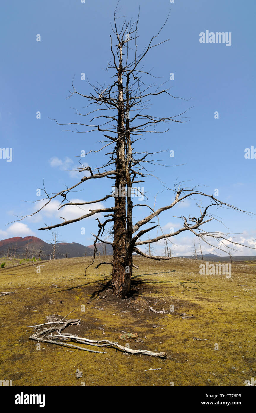 Arbre dans la forêt morte dans la région du volcan Tolbachik sur Kamchatka Banque D'Images