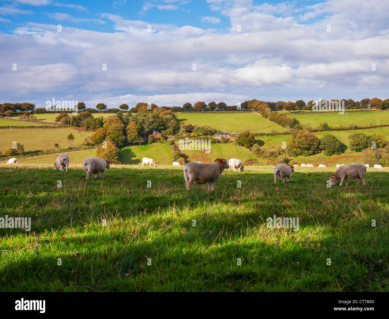 Moutons sur les collines ondoyantes du parc national d'Exmoor près de Withypool, Somerset, Angleterre. Banque D'Images