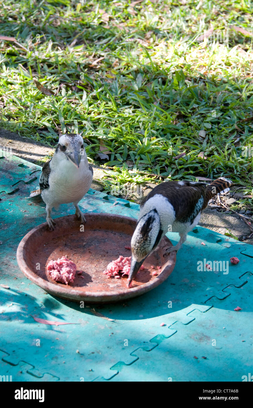 Une paire de Laughing Kookaburras dans un jardin de quartier, ayant un flux sur la Sunshine Coast, Queensland en Australie. Banque D'Images