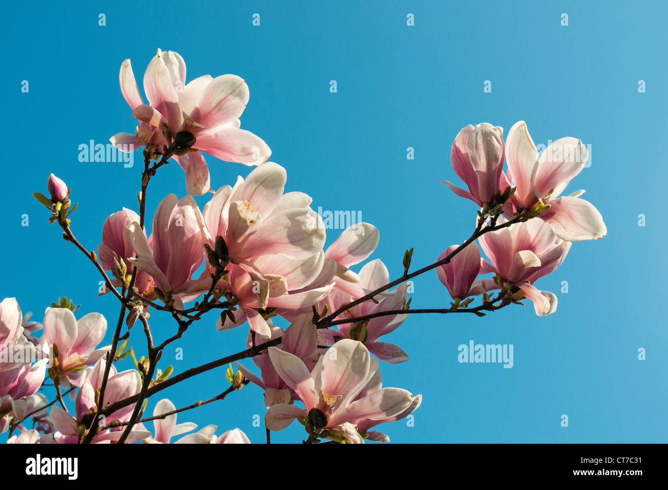 La floraison Magnolia soulangeana Amabilis (Saucer Magnolia), Smetanovy sady, Olomouc, République Tchèque Banque D'Images