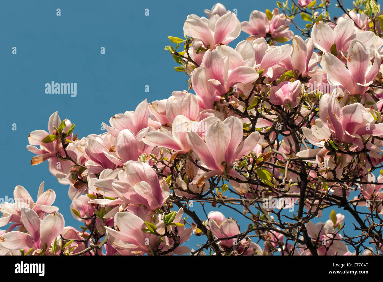 La floraison Magnolia soulangeana Amabilis (Saucer Magnolia), Smetanovy sady, Olomouc, République Tchèque Banque D'Images