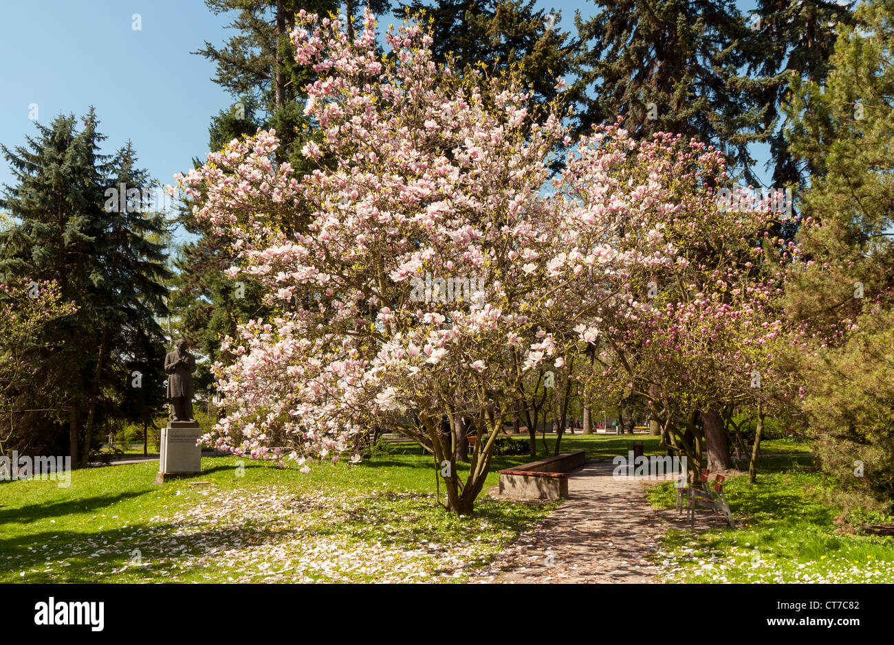 Magnolia soulangeana Amabilis (Saucer Magnolia) Arbre en fleur, Smetanovy sady, Olomouc, République Tchèque Banque D'Images
