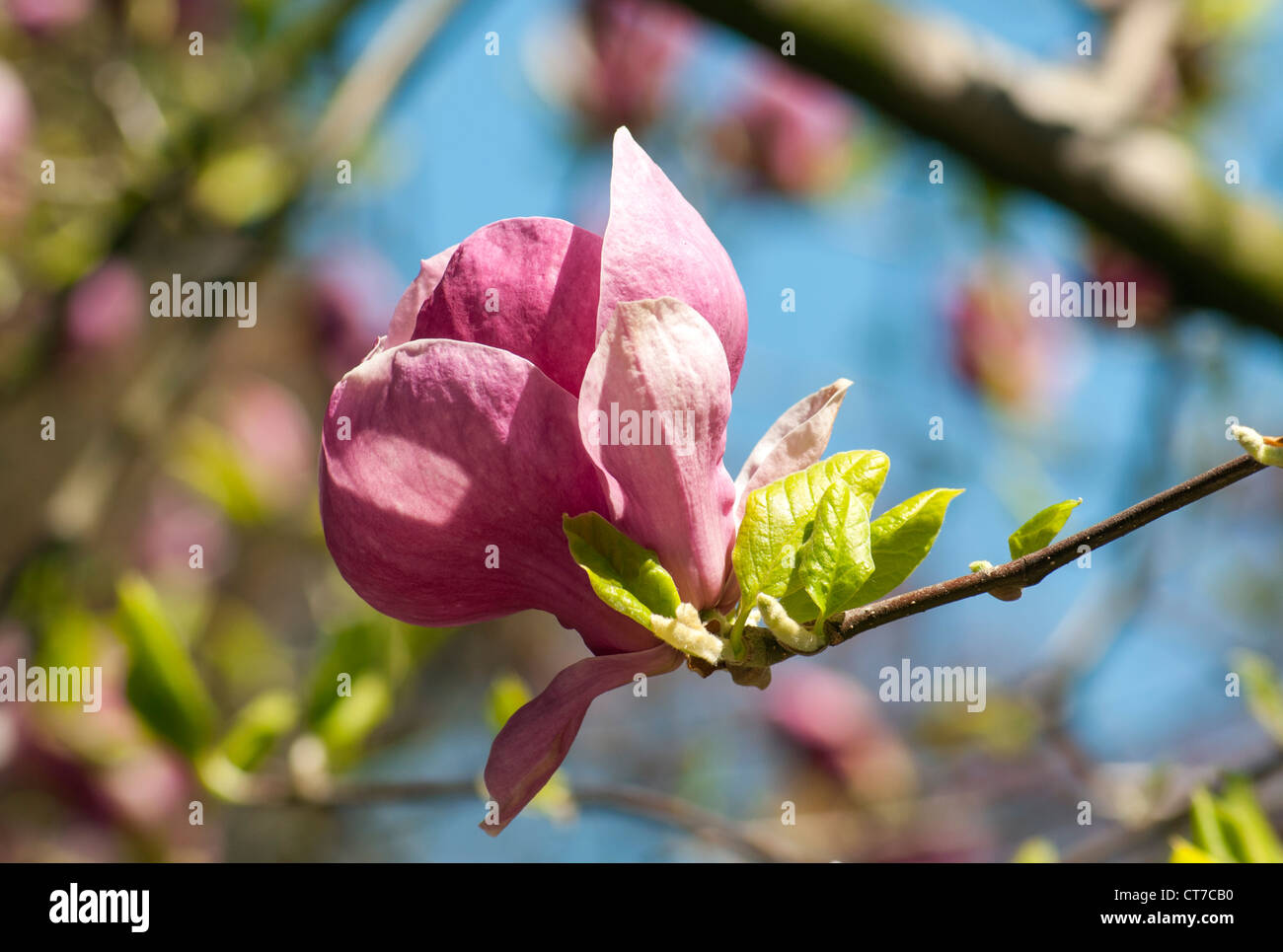 La floraison Magnolia soulangeana Saucer (Magnolia) Rustica rubra, Smetanovy sady, Olomouc, République Tchèque Banque D'Images
