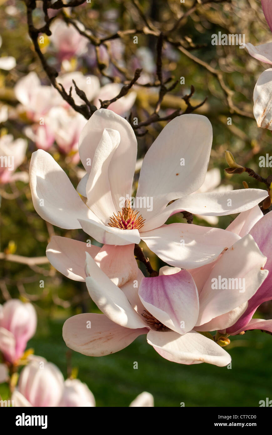 La floraison Magnolia soulangeana Amabilis (Saucer Magnolia), Smetanovy sady, Olomouc, République Tchèque Banque D'Images