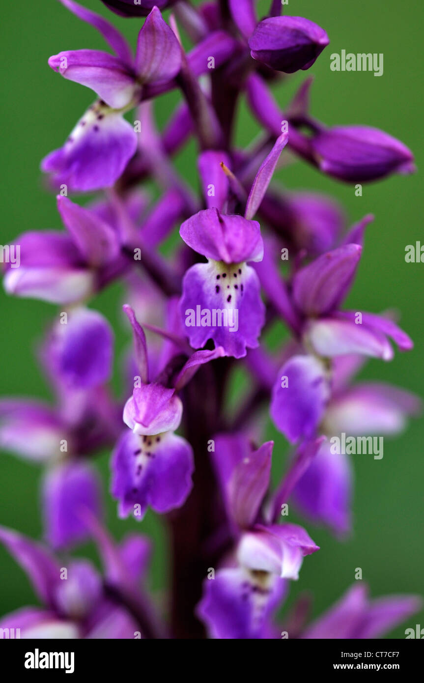 Un gros plan d'un early purple orchid UK Banque D'Images