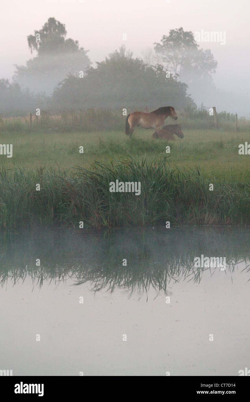 Cheval dans le brouillard du matin Banque D'Images