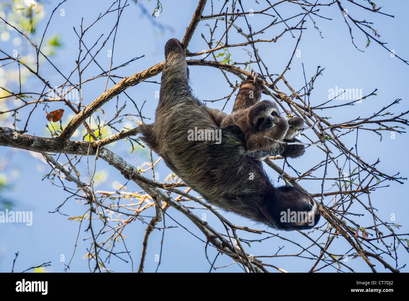 Trois-toed sloth (Bradypus variegatus) la mère et l'enfant qui se nourrissent de Isla Carenero, Bocas del Toro, PANAMA. Banque D'Images