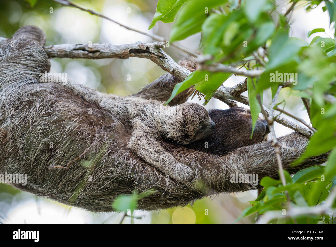 Trois-toed sloth (Bradypus variegatus) la mère et l'enfant qui se nourrissent de Isla Carenero, Bocas del Toro, PANAMA. Banque D'Images