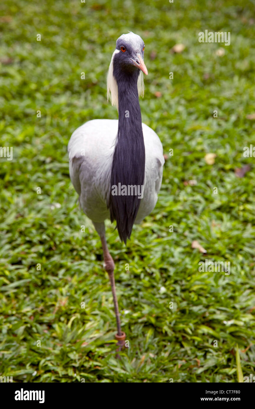 Grue demoiselle dans le Parque das Aves ou Bird Park Banque D'Images
